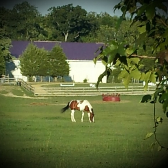 Meet your Posher, Bonnie - Picture 1 of 1